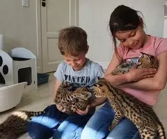 Gatitos Serval y Caracal - 4
