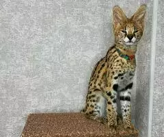 Gatitos Serval y Caracal - 7