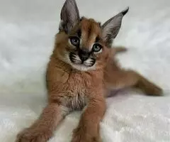 Gatitos Serval y Caracal - 8