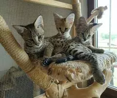 Gatitos Savannah Disponibles