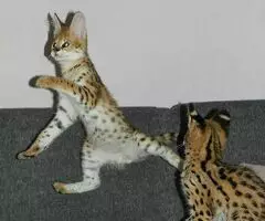 Gatitos Savannah Disponibles - 2