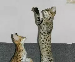 Gatitos Savannah Disponibles - 3