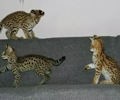 Gatitos Savannah Disponibles - 4