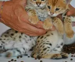 Gatitos Savannah Disponibles - 5
