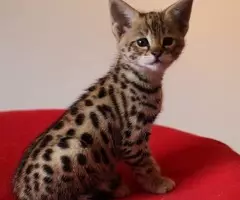 Gatitos Savannah Disponibles - 6
