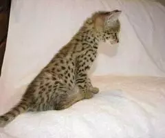 Gatitos Savannah Disponibles - 7