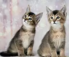 Magníficos gatitos Caracat disponibles