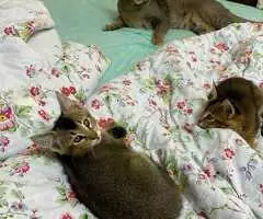 Magníficos gatitos Caracat disponibles - 3