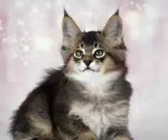 Magníficos gatitos Caracat disponibles - 4