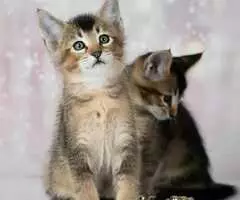 Magníficos gatitos Caracat disponibles - 5