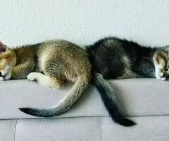 Magníficos gatitos Caracat disponibles - 6