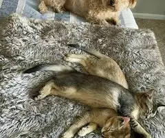 Magníficos gatitos Caracat disponibles - 7