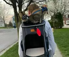 Magníficos gatitos Caracat disponibles - 8