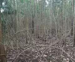 Fincas En Venta, Monte Plata!! - 4