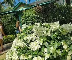 Villa Paradisiaca En Las Terrenas De Alquiler!!! - 10