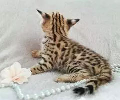 Magníficos gatitos Savannah F5 - 2