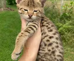 Magníficos gatitos Savannah F5 - 3