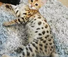 Magníficos gatitos Savannah F5 - 4