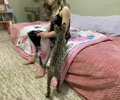 Magníficos gatitos Savannah F5 - 6
