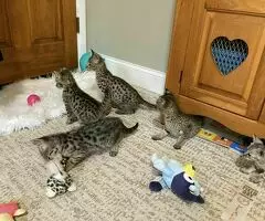 Magníficos gatitos Savannah F5 - 7