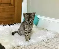 Magníficos gatitos Savannah F5 - 8
