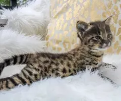 Magníficos gatitos Savannah F5 - 10
