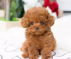 REGALO CACHORROS CANICHES TOY