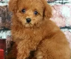 REGALO CACHORROS CANICHES TOY