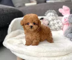 REGALO CACHORROS CANICHES TOY