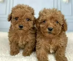 REGALO CACHORROS CANICHES TOY  1