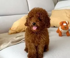 REGALO CACHORROS CANICHES TOY 2