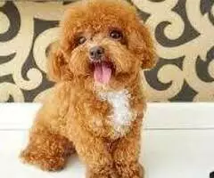 REGALO CACHORROS CANICHES TOY 4