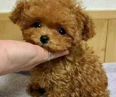 REGALO CACHORROS CANICHES TOY 5