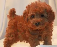 REGALO CACHORROS CANICHES TOY as