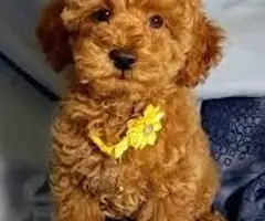 REGALO CACHORROS CANICHES TOY ad