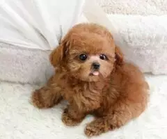 REGALO CACHORROS CANICHES TOY  yt