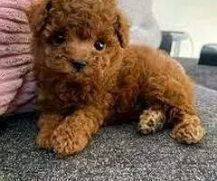 REGALO CACHORROS CANICHES TOY gh