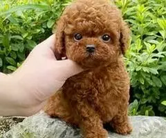 REGALO CACHORROS CANICHES TOY fv