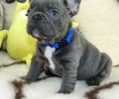 REGALO CACHORROS BULLDOG FRANCES sd