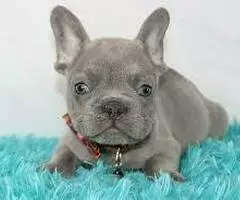 REGALO CACHORROS BULLDOG FRANCES df