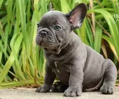 REGALO CACHORROS BULLDOG FRANCES nb