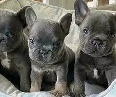 REGALO CACHORROS BULLDOG FRANCES fr