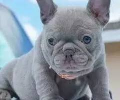 REGALO CACHORROS BULLDOG FRANCES hy