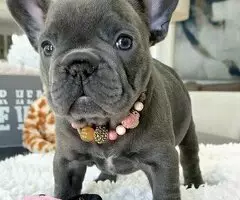 REGALO CACHORROS BULLDOG FRANCES HR