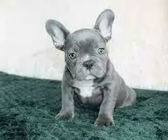 REGALO CACHORROS BULLDOG FRANCES XZ