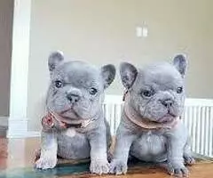 REGALO CACHORROS BULLDOG FRANCES BG
