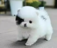 REGALO CACHORROS POMERANIA   AS