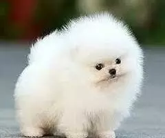 REGALO CACHORROS POMERANIA    AD