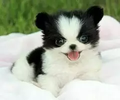 REGALO CACHORROS POMERANIA   HJ