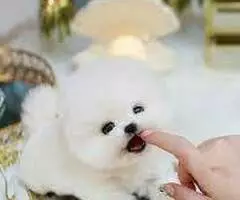 REGALO CACHORROS POMERANIA   TY